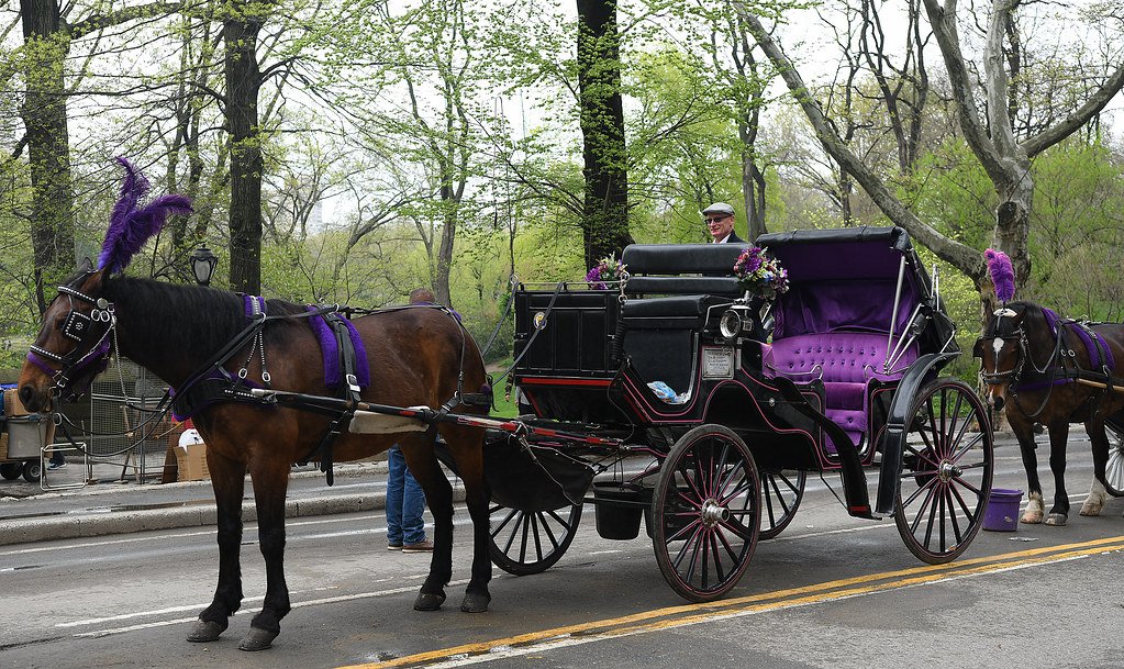 Rediscovering the Allure of Central Park: NYC Horse Carriage Rides